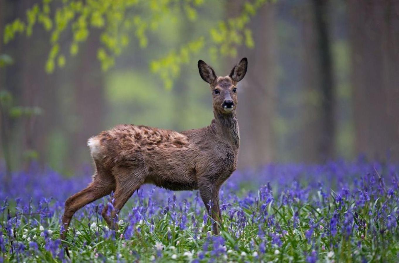 Hallerbos B&B In Bluebell Forest ハレ エクステリア 写真