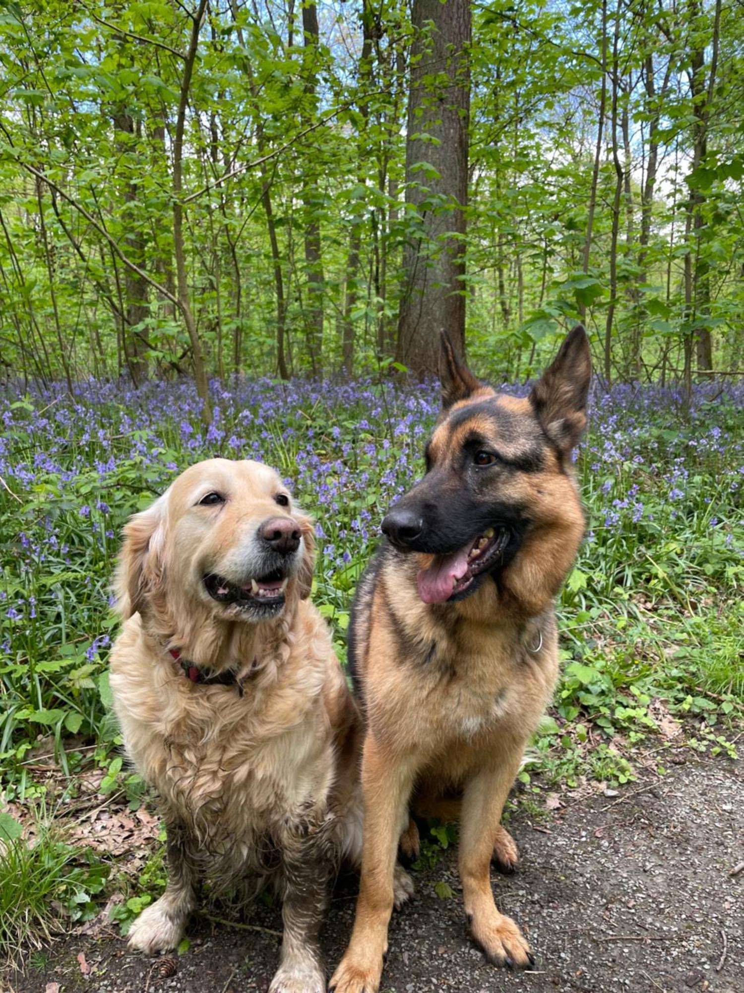 Hallerbos B&B In Bluebell Forest ハレ エクステリア 写真